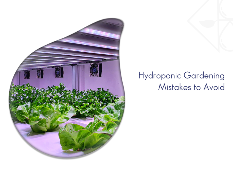 Read more about the article Common Mistakes to Avoid in Hydroponic Gardening